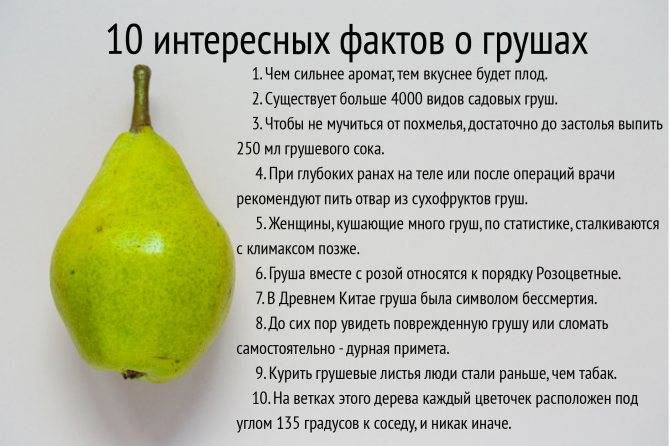 Груша - польза и вред для организма, рецепты народной медицины