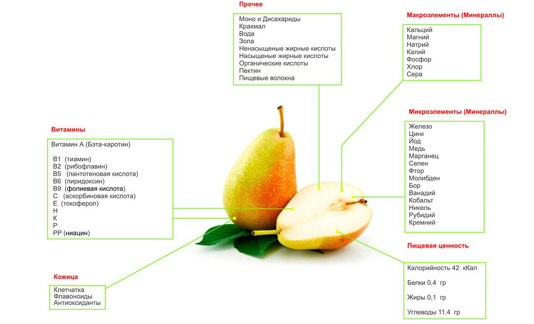Полезные свойства груши: противопоказания, польза и рецепты