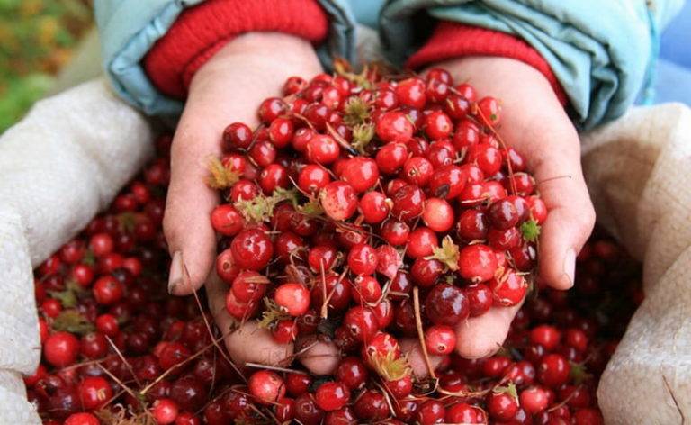 Какие напитки эффективно разжижают кровь — 4 лучших варианта
