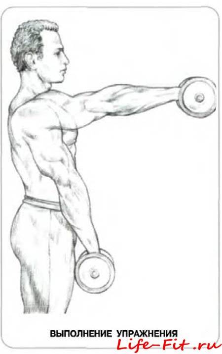 Подъем гантелей перед собой стоя