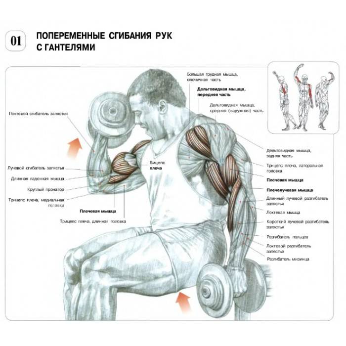 Как накачать руки мужчине в домашних условиях с гантелями: упражнения + планы