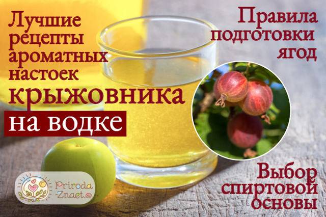 Вино из крыжовника в домашних условиях рецепт с водкой. ликёр, вино и наливка из крыжовника.
