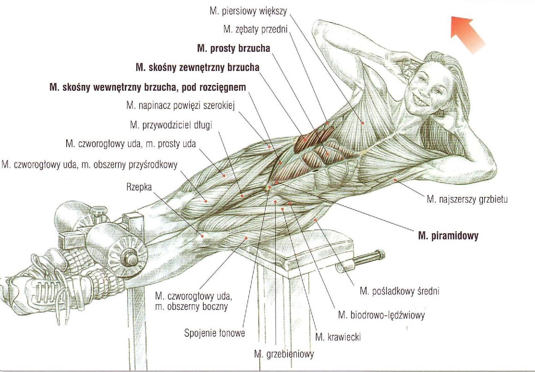 Упражнения на косые мышцы живота: как накачать боковой пресс для мужчин и женщин в домашних условиях или в тренажерном зале