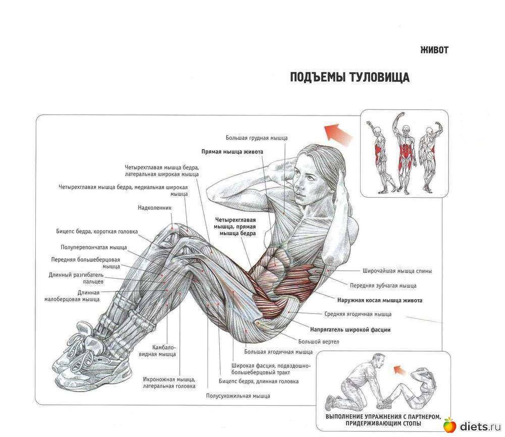 Упражнение скручивание для пресса: техника выполнения и вариации