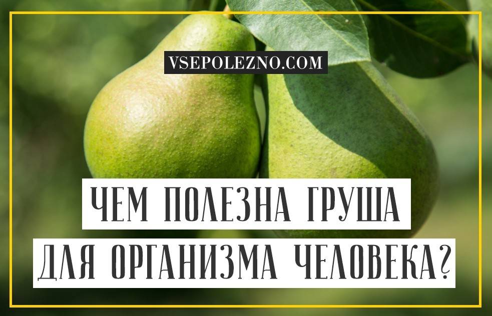 Много интересного о пользе и вреде груши для здоровья