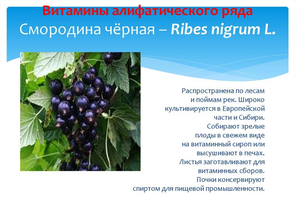 Черная смородина: полезные свойства и противопоказания для здоровья человека