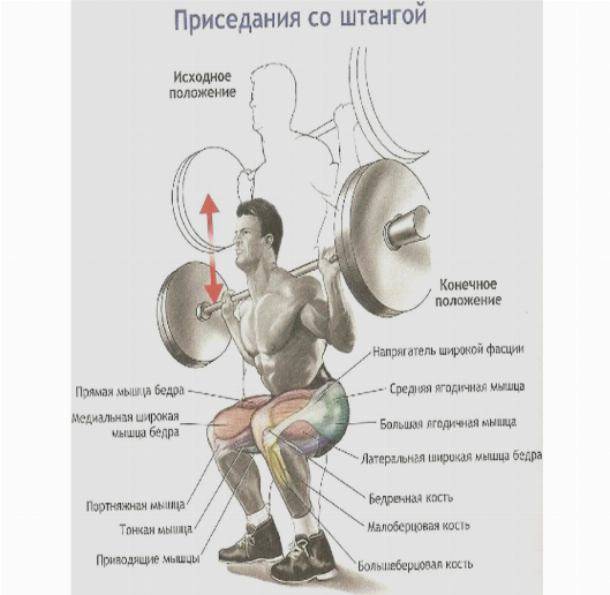 Приседания плие с гантелью анатомия