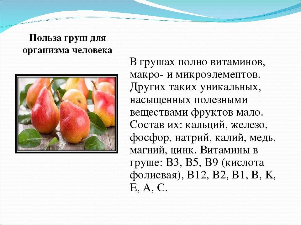 Груша: польза и вред для здоровья, целебные свойства