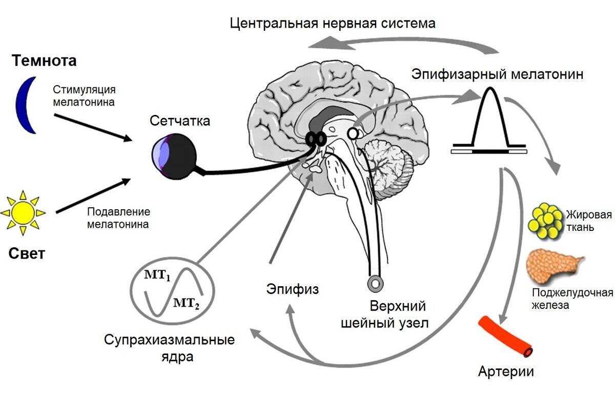 Какой цифрой на рисунке обозначен эпифиз