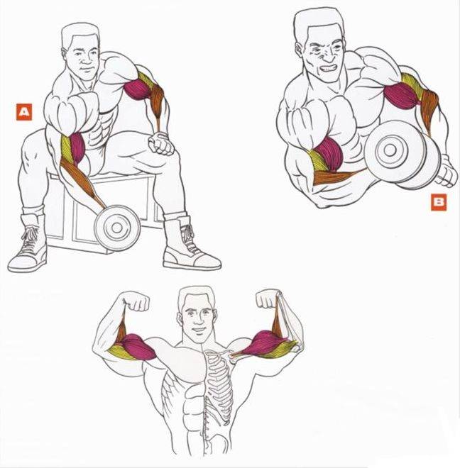 Как правильно качать руки гантелями: упражнения, программа тренировок