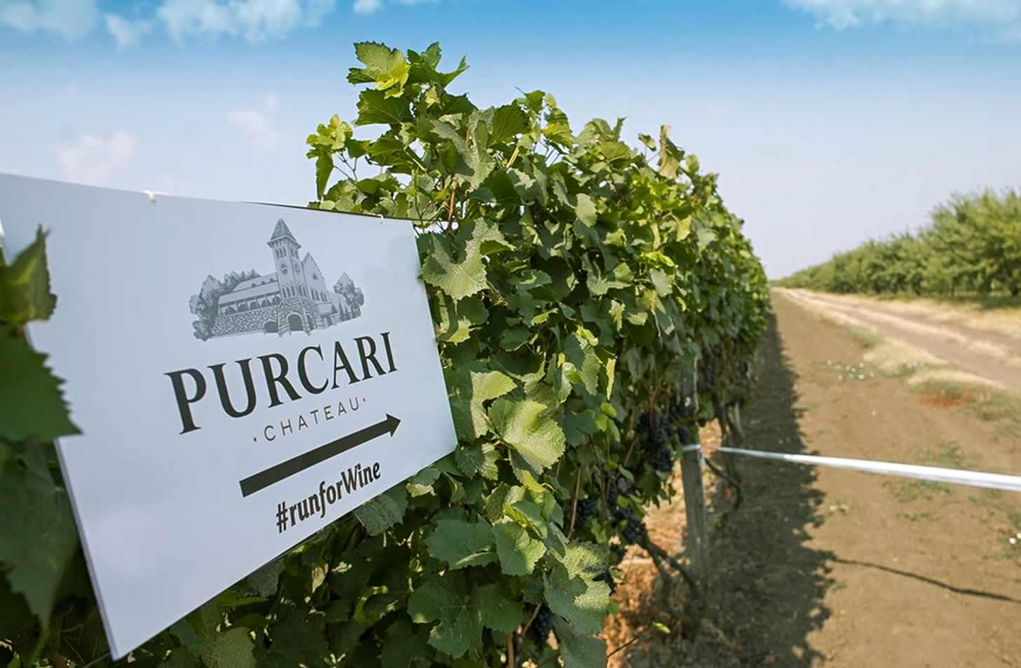 Молдавские вина: особенности, история, сорта и лучшие марки