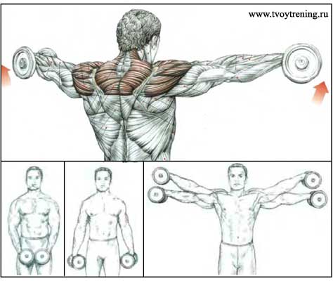 Разведение гантелей в стороны
