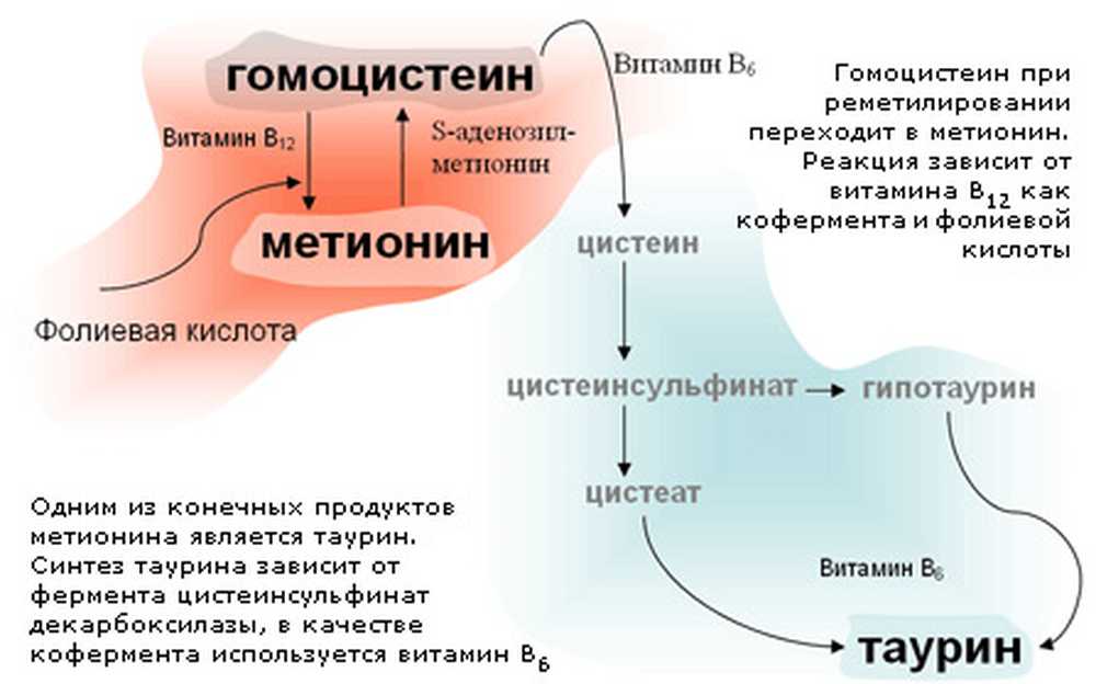 Фолиевый цикл. Гомоцистеин схема метаболизма. Гомоцистеин метионин реакция фермент. Метаболизм метионина гомоцистеин. Гомоцистеин Синтез в организме.