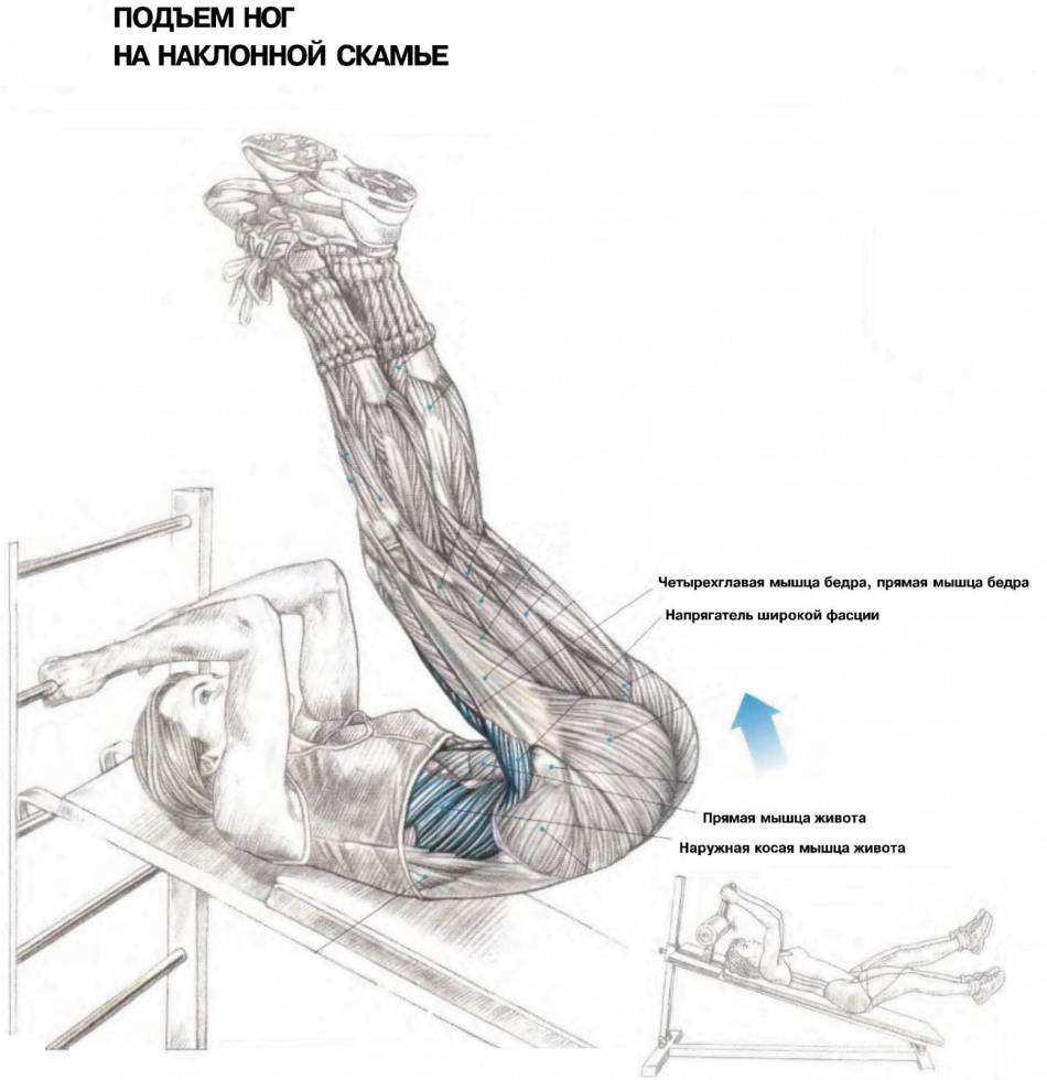 Поднятие ног. Подъем ног на наклонной скамье на пресс. Подъёмы ног на пресс схема. Подъем ног лежа мышцы. Поднятие ног лежа какие мышцы работают.