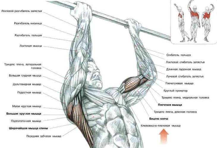 Упражнения, которые нужно делать, чтобы научиться подтягиваться на турнике и увеличить количество повторений в подходе