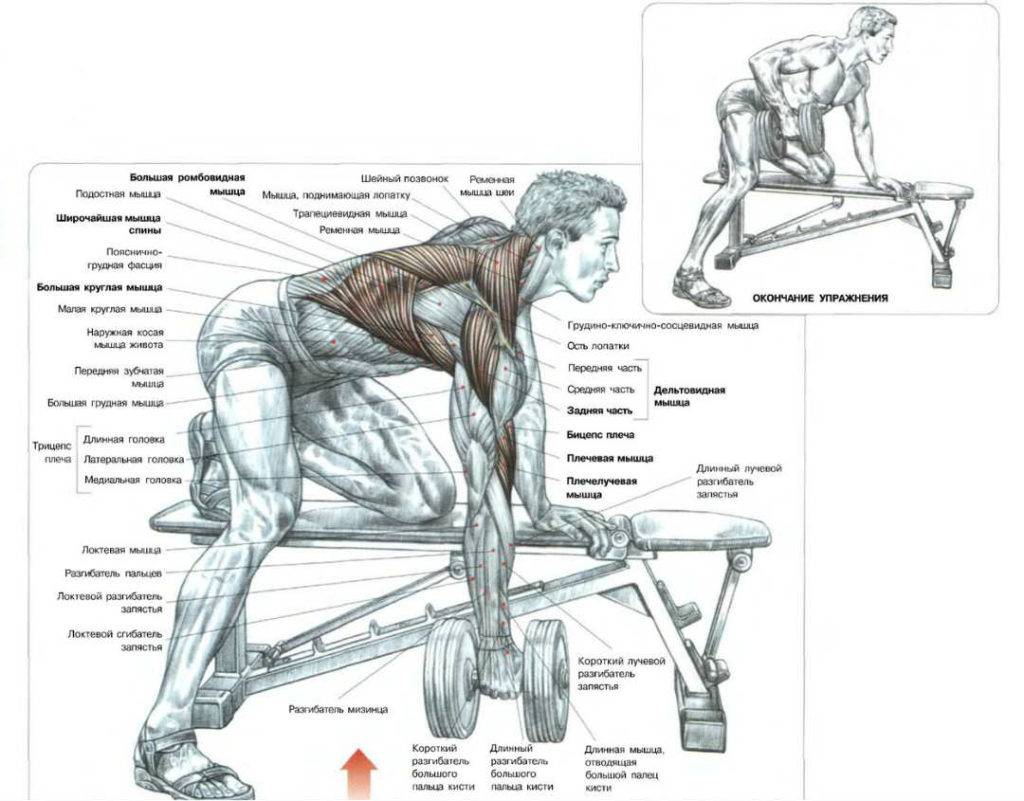 Тяга гантели в наклоне какие мышцы задействованы