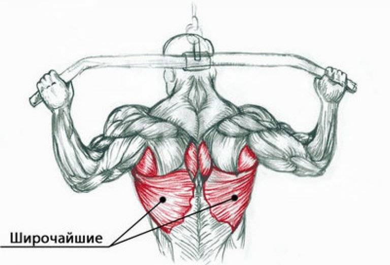 Качаем широчайшие мышцы спины