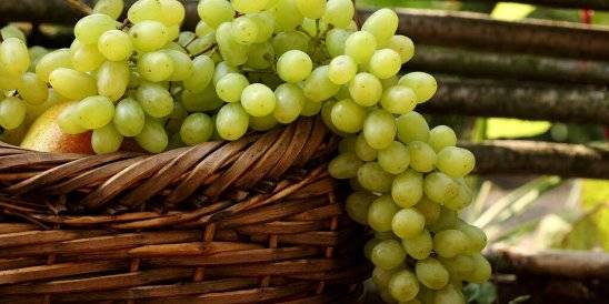 Виноград и его польза и вред для человеческого организма, нормы употребления и сферы использования
