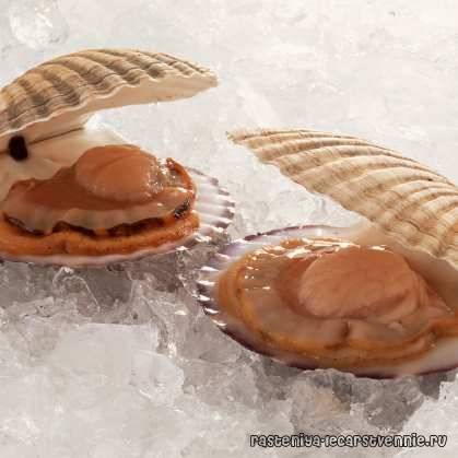 Морской гребешок польза и вред