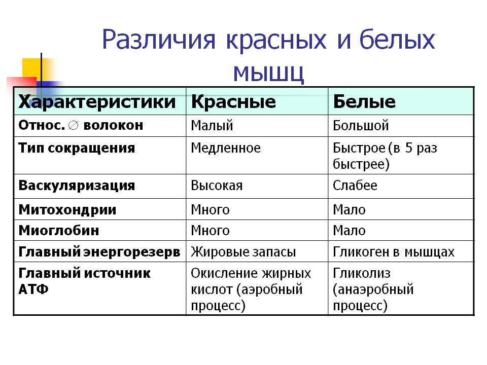 Типы мышечных волокон: бмв и ммв, их тренинг и сочетание! в домашних условиях | для девушек и мужчин