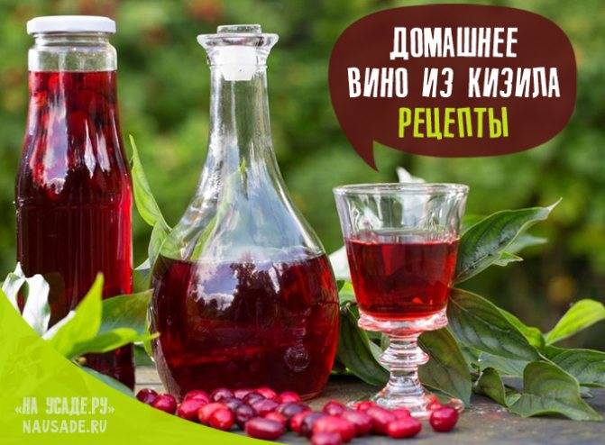 Настойка кизиловая на водке, спирту и их смеси: самые вкусные рецепты приготовления с фото