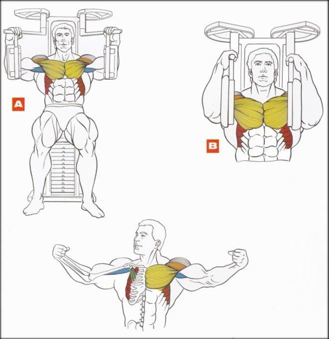 Сведение рук в тренажёре бабочка | бомба тело