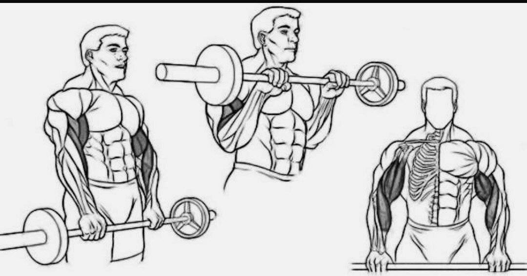Сгибание рук со штангой стоя: полный обзор упражнения | rulebody.ru — правила тела