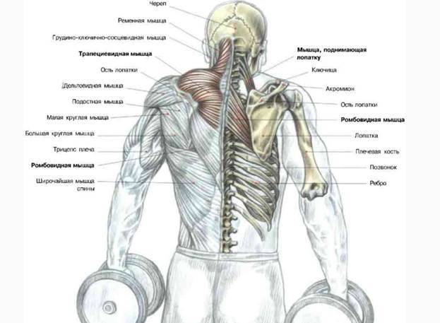 Как накачать трапециевидную мышцу: лучшие упражнения для трапеции
