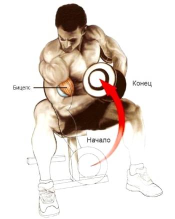 Лучшие 15 упражнений на бицепс: комплексы и программы тренировок
