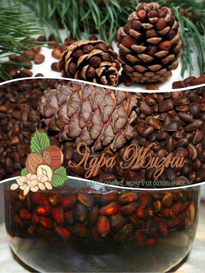 Самогон на кедровых орешках