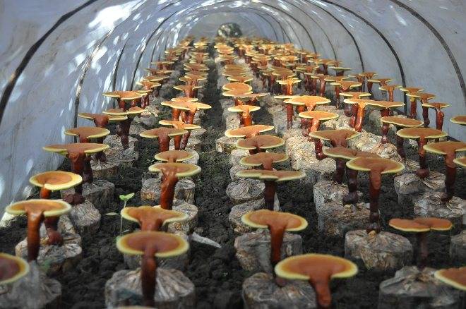 Гриб рейши: лечебные свойства и противопоказания