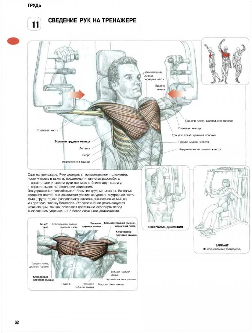 Фредерик Делавье анатомия силовых упражнений жим лежа
