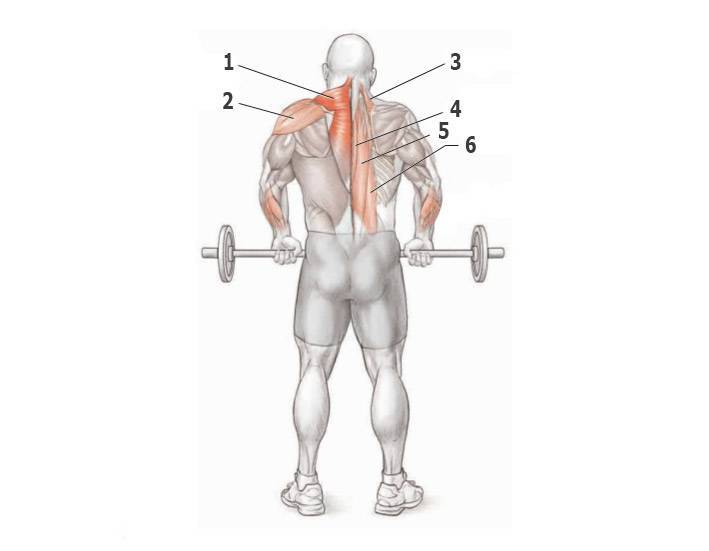 Как накачать трапецию: эффективные упражнения для зала и дома