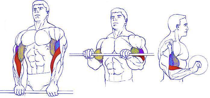 Тонкости подъема штанги на бицепс – все боевые искусства и единоборства