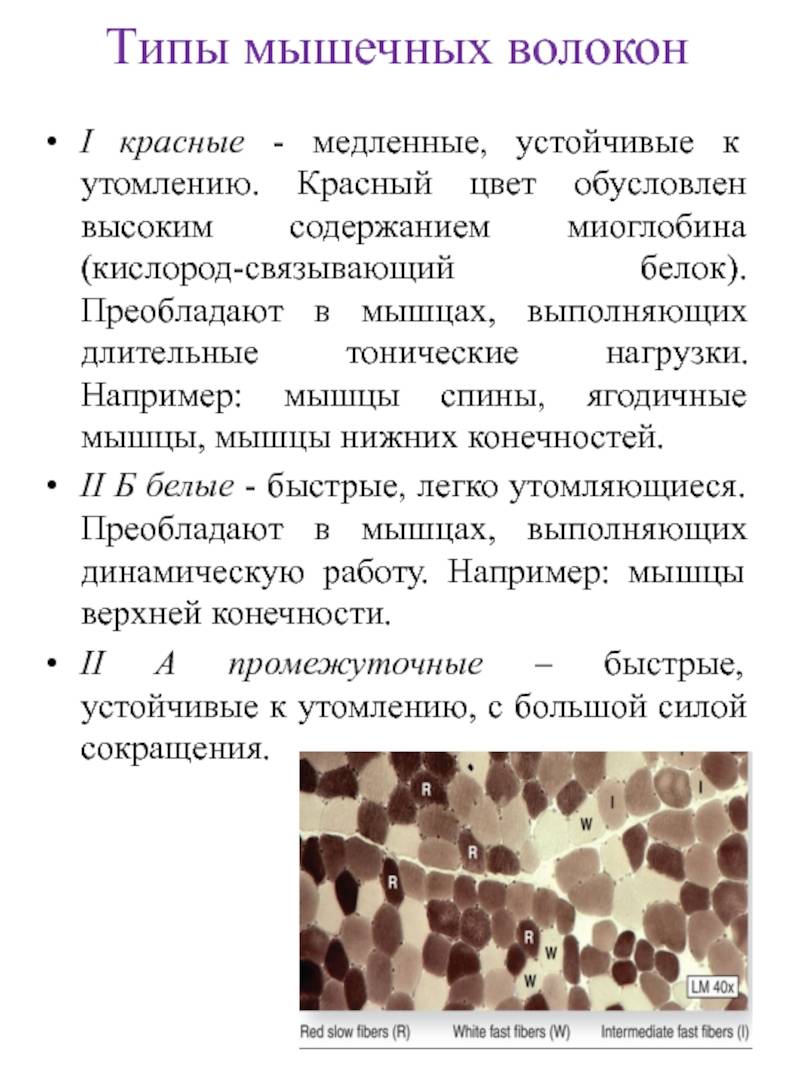 3 типы мышечных волокон