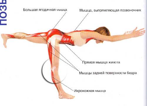 Упражнение лодочка для спины - техника выполнения и какие мышцы работают