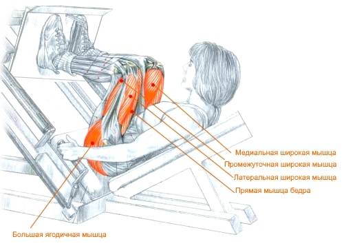 Базовые упражнения на плечи: 4 лучших упражнения и анатомия плеча