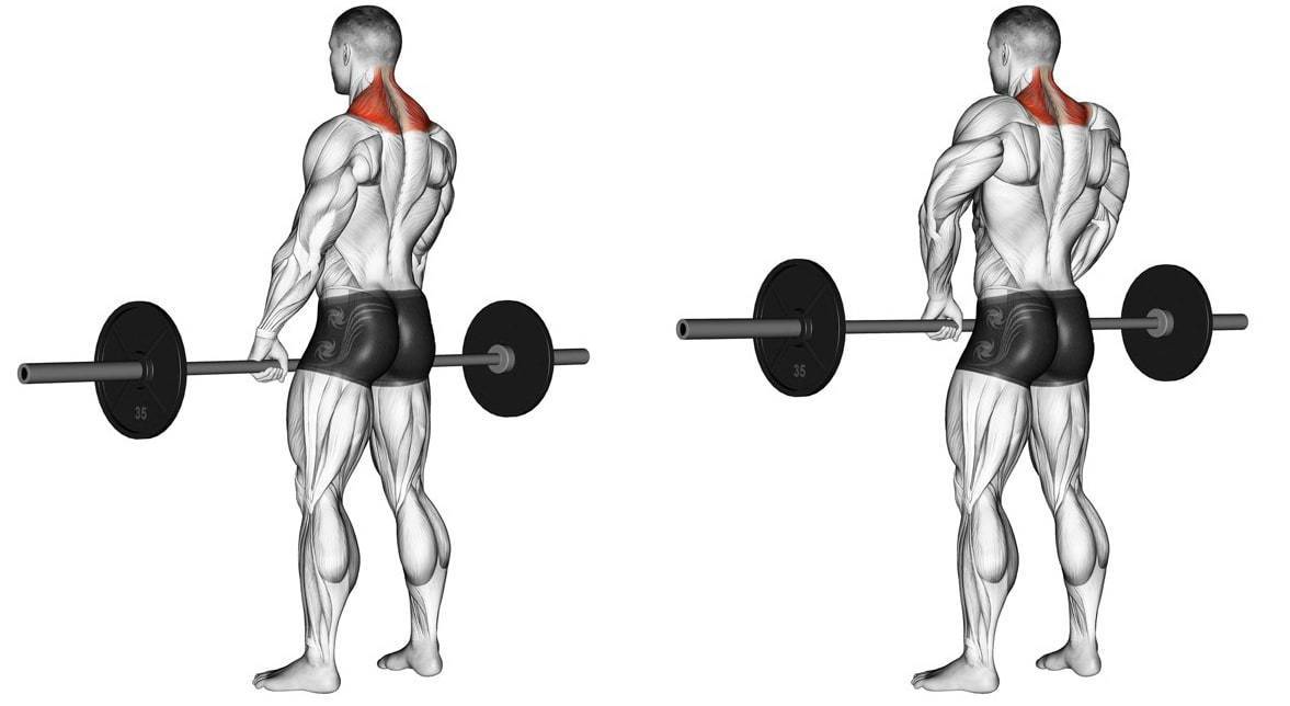Шраги со штангой: техника выполнения, фото и видео