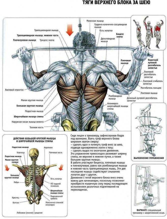 Сгибание рук на бицепс в нижнем блоке кроссовера: техника с прямой, ez и канатной рукоятью