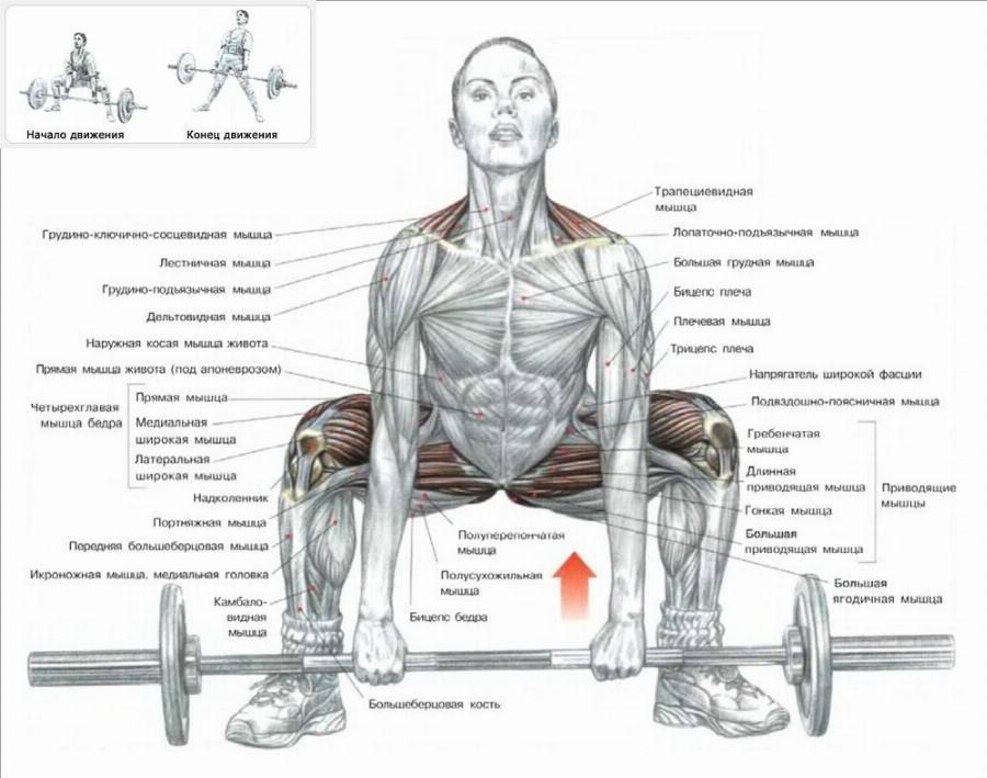 Становая тяга: техника выполнения, какие мышцы работают