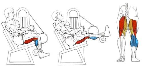 Сгибание ног в тренажере техника выполнения vsport-turnik.ru - все о тренировках