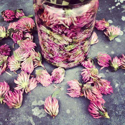 Как сделать настойку на водке из красного клевера для очищения сосудов — инструкция и применение