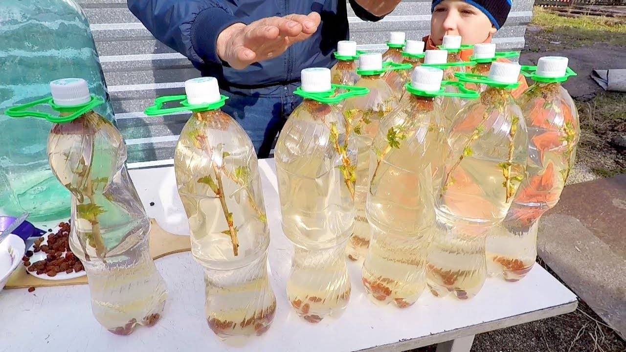 Как приготовить квас из берёзового сока с изюмом и сахаром: рецепты в домашних условиях