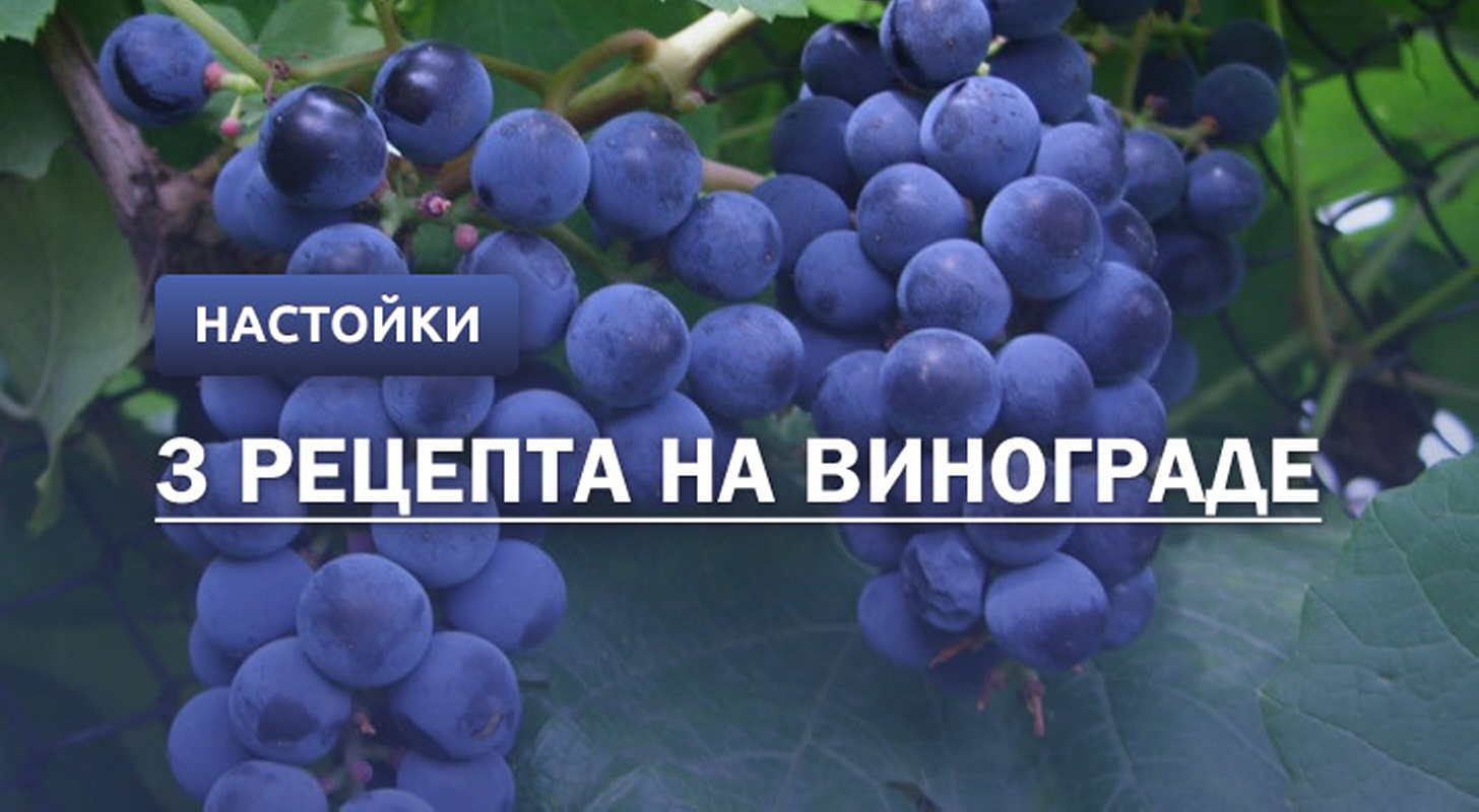Настойка из винограда в домашних условиях – это не вино! рецепты ароматных и ярких настоек из винограда в домашних условиях - автор екатерина данилова - журнал женское мнение