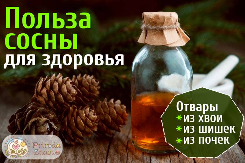 Применение чесночной настойки для очищения сосудов