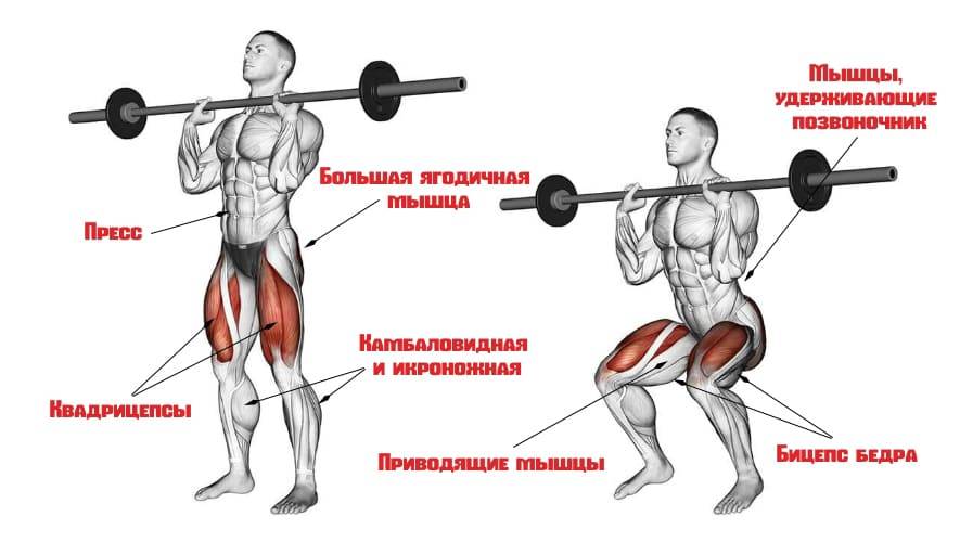 Приседания со штангой за спиной: техника, работающие мышцы