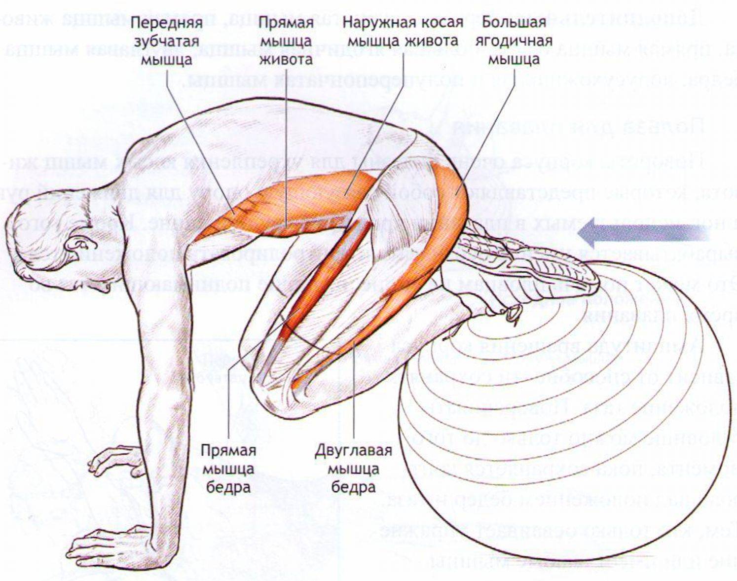 Плавание кролем какие мышцы. 25 Упражнений Кифута для пловцов. Комплекс упражнений для пловцов на суше. 25 Золотых упражнений Кифута. Комплекс ОФП для пловцов на суше.