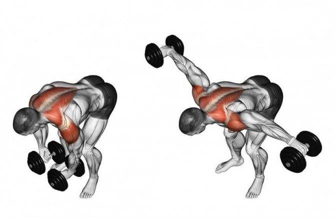 Разведение гантелей в наклоне: техника выполнения, ошибки