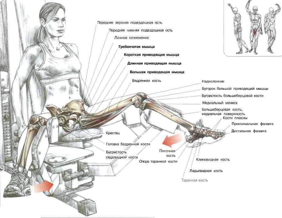 Жим ногами в тренажере: техника выполнения и виды постановки ног