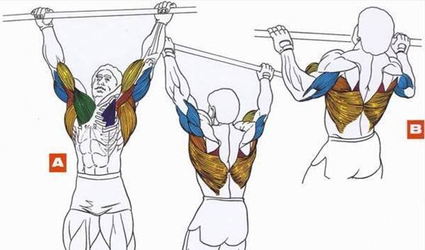 Подтягивания широким хватом: виды и техника выполнения упражнения, какие мышцы работают